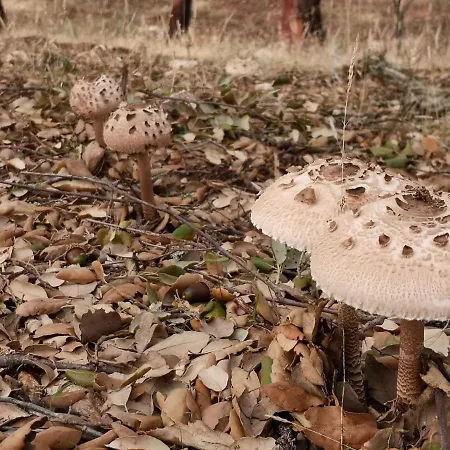 Buhardilla Rustica *